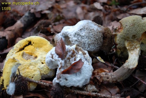 Hypomyces chrysospermus - 