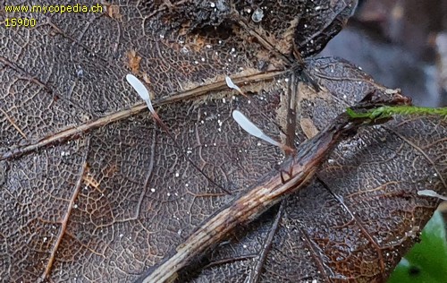 Typhula erythropus - 