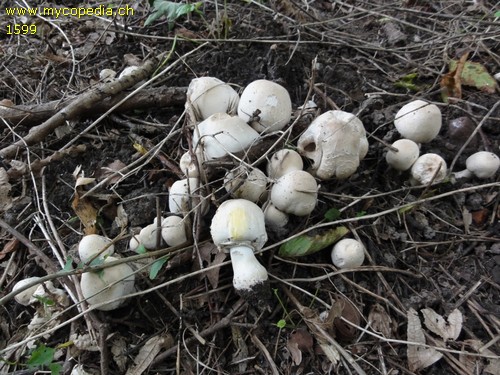 Agaricus xanthoderma - 