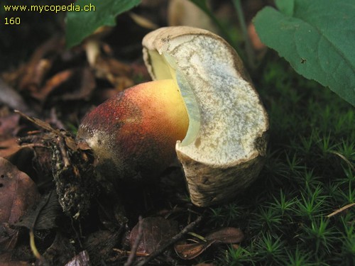 Caloboletus calopus - 