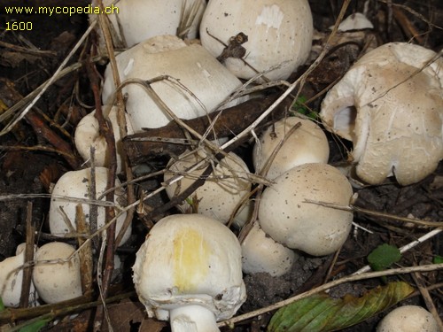 Agaricus xanthoderma - 