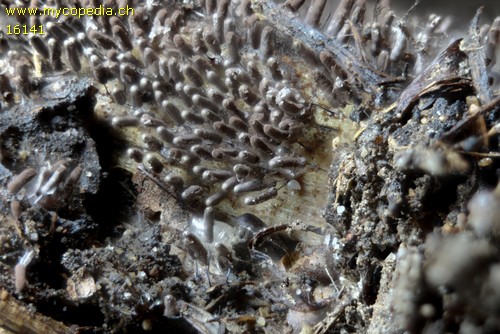 Stemonitopsis typhina - 