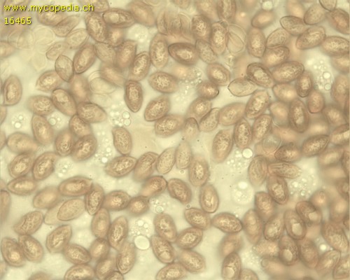Galerina marginata - Spore/n - Wasser  - 
