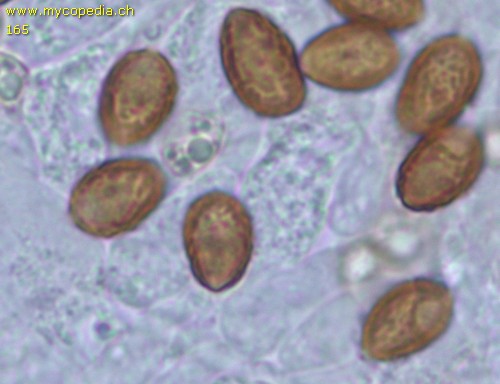 Galerina marginata - Spore/n - KOH  - 