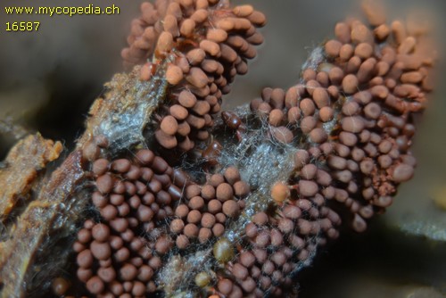 Arcyria ferruginea - 