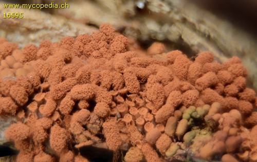 Arcyria ferruginea - 