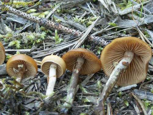 Galerina marginata - 