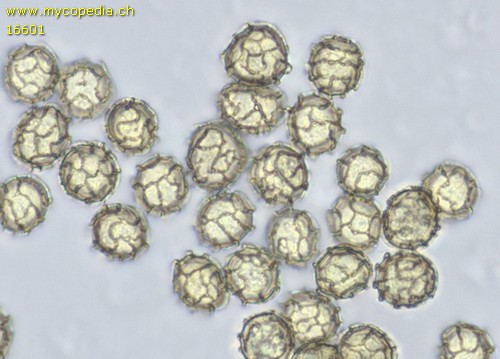 Hemitrichia serpula - Spore/n - Wasser  - 
