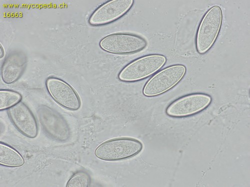 Thecotheus pelletieri - Sporen - Wasser  - 