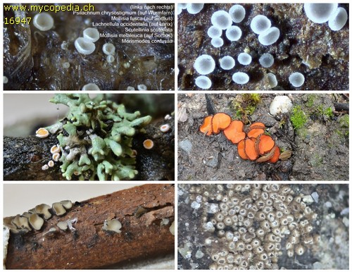 Ascomyceten - 