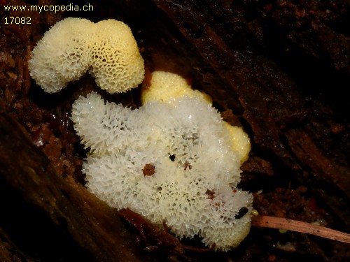 Ceratiomyxa porioides - 