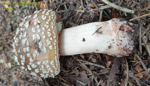 Amanita rubescens - 