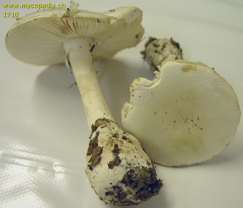 Amanita phalloides var. alba - 