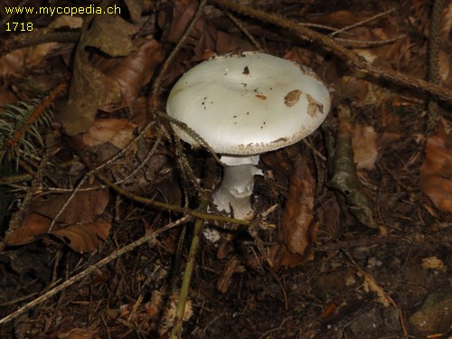 Amanita citrina - 