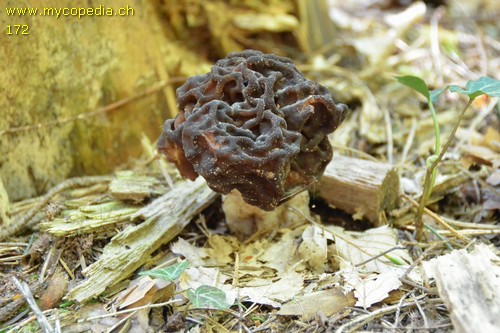 Gyromitra esculenta - 