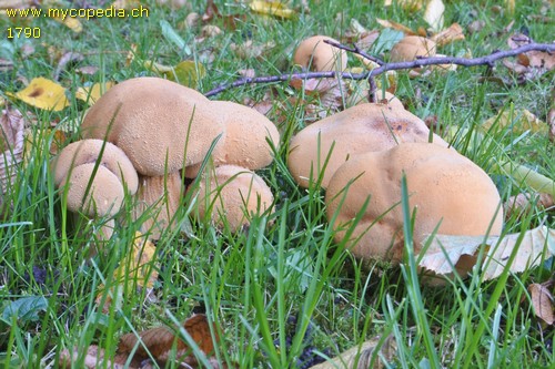 Phaeolepiota aurea - 
