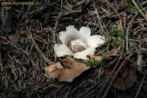 Geastrum sessile - 