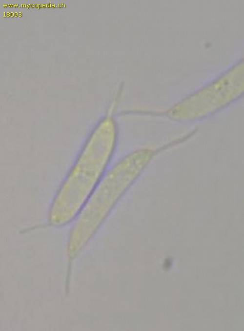 Cilia - 