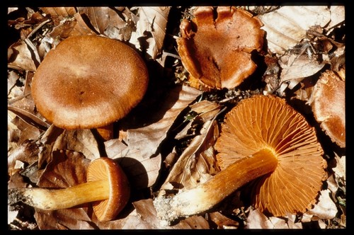 Cortinarius orellanus - 