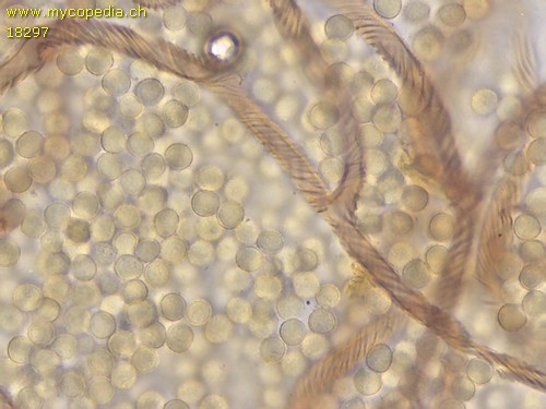 Hemitrichia calyculata - 