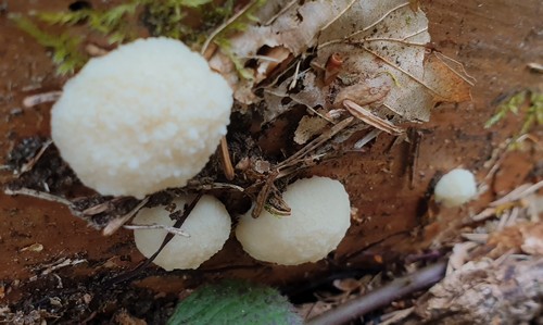 Enteridium lycoperdon - 
