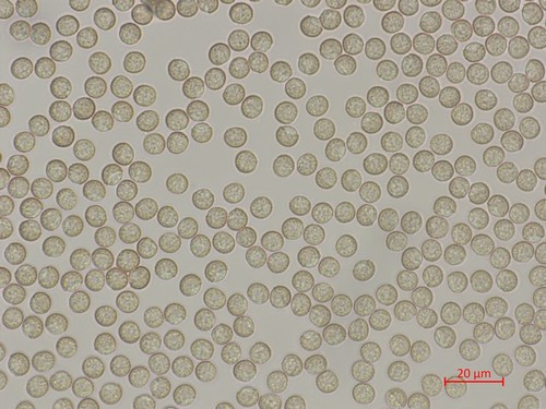 Enteridium lycoperdon - 