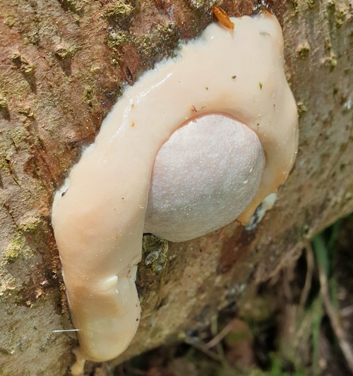 Enteridium lycoperdon - 