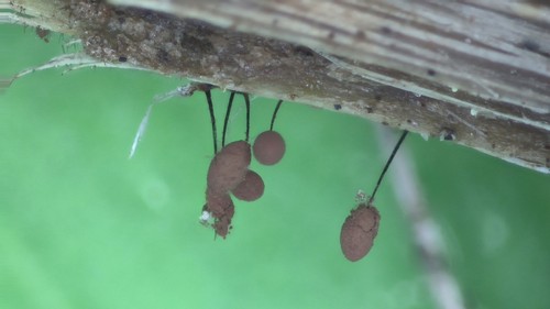 Comatricha tenerrima - 