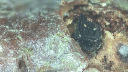 Dactylospora lignicol - 