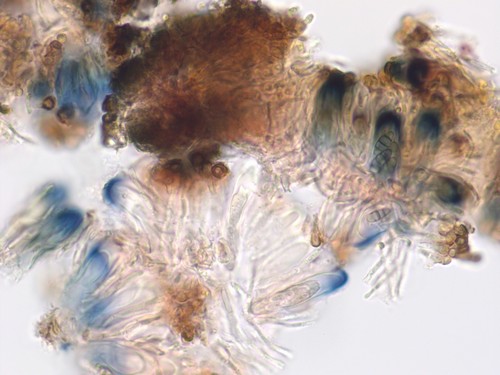 Dactylospora lignicol - 