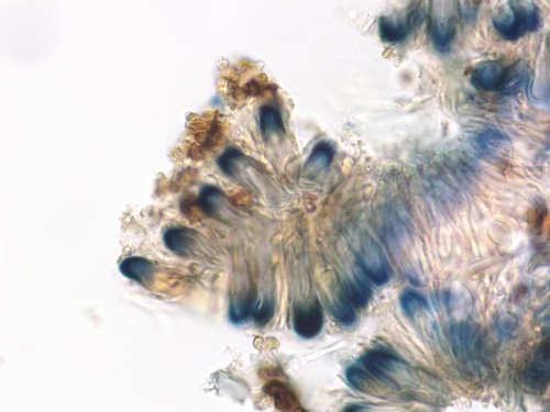 Dactylospora lignicol - 