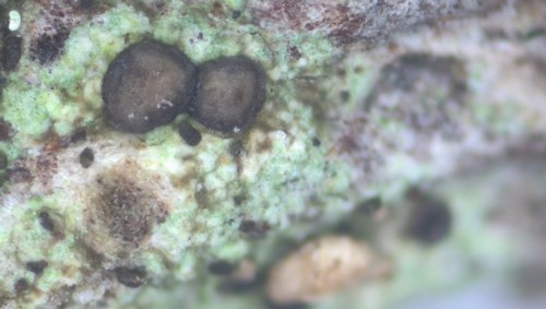 Dactylospora lignicol - 