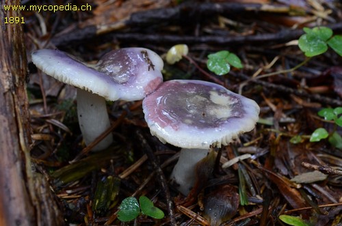 Russula cavipes - 