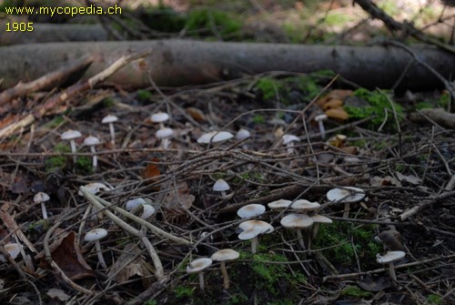 Inocybe lilacina - 