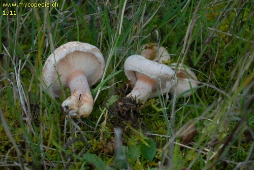 Lactarius pubescens - 