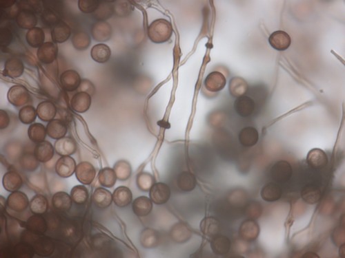 Didymium megalosporum - 