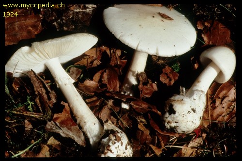 Amanita verna - 