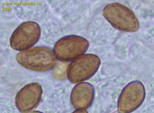 Galerina marginata - Spore/n - KOH  - 