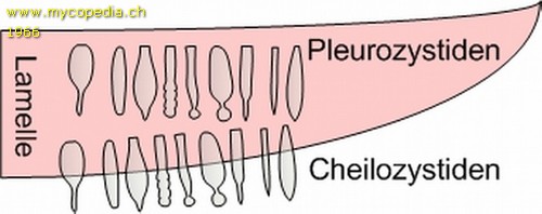 Cheilozystiden - Zystiden - 