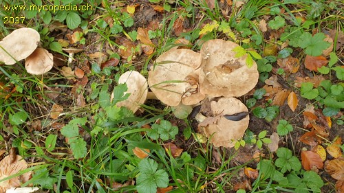 Entoloma sinuatum - 