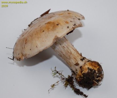 Cortinarius argillopallidus - 