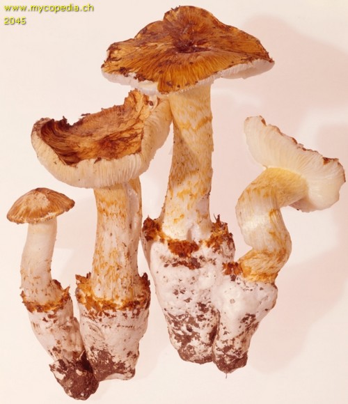 Squamanita schreieri - 