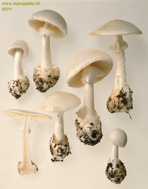 Amanita verna - 