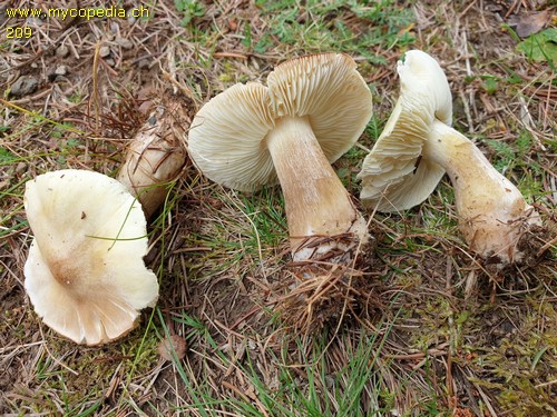 Tricholoma saponaceum - 