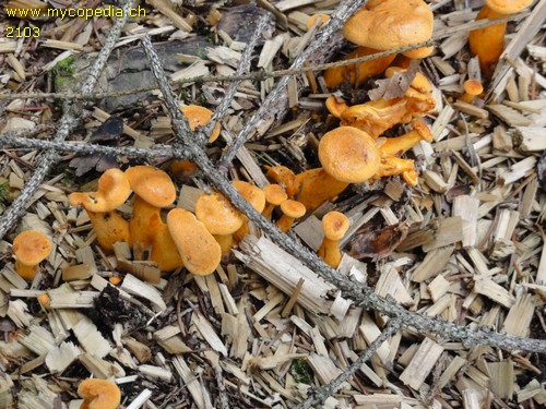 Hygrophoropsis aurantiaca - 