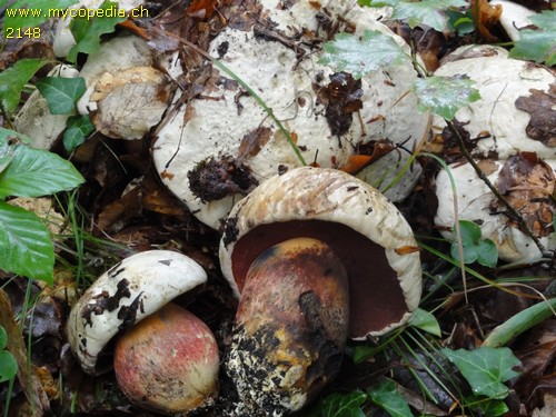 Rubroboletus satanas - 