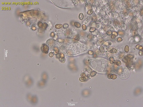 Candolleomyces candolleanus - 