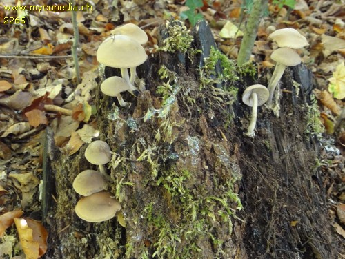 Psathyrella spadiceogrisea - 