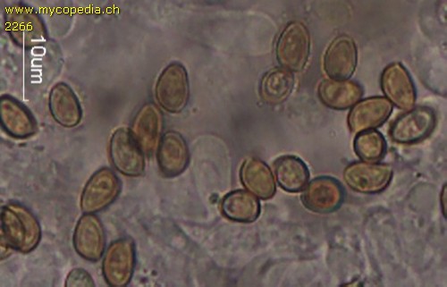 Candolleomyces candolleanus - 