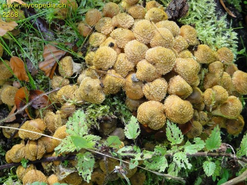 Armillaria mellea - 